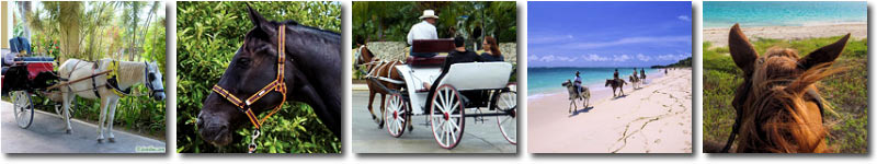 Équitation et promenades en calèche, Jardines del Rey, Cuba