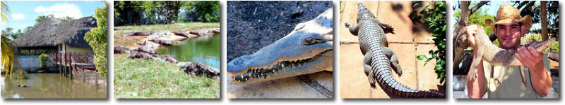 Ferme de Crocodiles, Ciego de Avila, Cuba